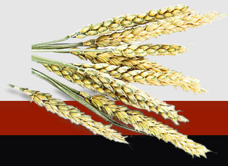 ��ҳ- �Ϲ�NG28�������ֹٷ���վ